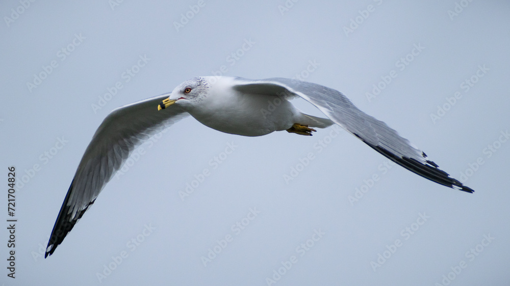 Ring-billed Gull (Larus delawarensis) Flying Close Up Flapping Wings Ring-billed Gull (Larus delawarensis) Flying Close Up Flapping Wings