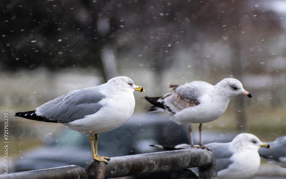 Obraz premium Ring-billed Gull (Larus delawarensis) Colony Perched on Railing During Snowstorm