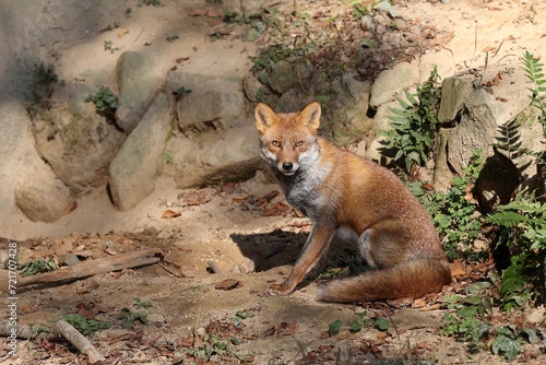 Foto カメラ目線の座ったキツネ