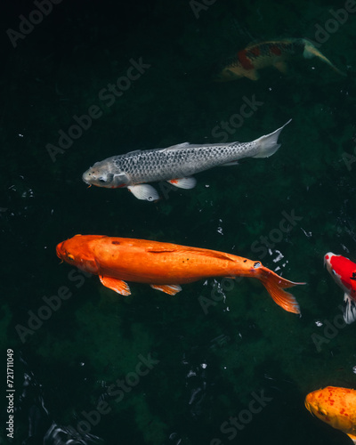 Принти на полотні Coy fish swimming in a dark pond