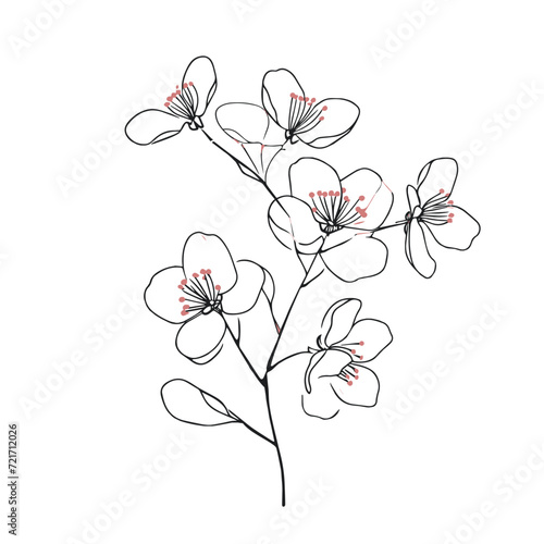 Elegant line drawing of a spring cherry blossom branch. Illustration for invites and cards