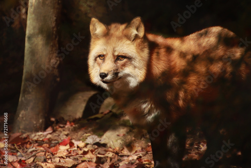 Obraz na plátně Red Fox in the Sun