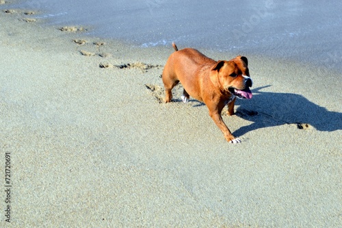 dog on the beach