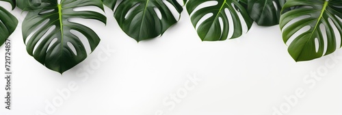 Monstera tropical leaves framing white background