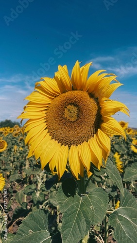 
A vibrant sunflower with bright yellow petals and a dark center stands tall against a clear blue sky in a field of sunflowers.