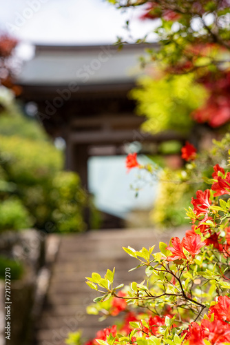 鎌倉 海蔵寺の春２