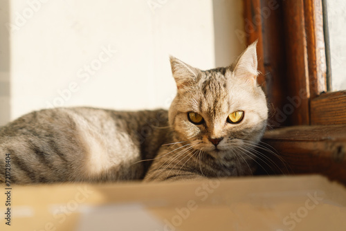 Portrait of a beautiful cat. Cute Cat Portrait. Happy Pet. Gray Scottish Straight cat sleeping.Home scene © Анастасія Стягайло