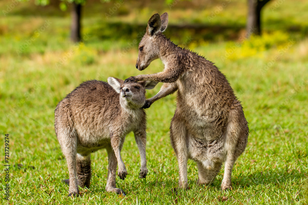 Eastern Grey Kangaroos grooming each other Eastern Grey Kangaroos grooming each other