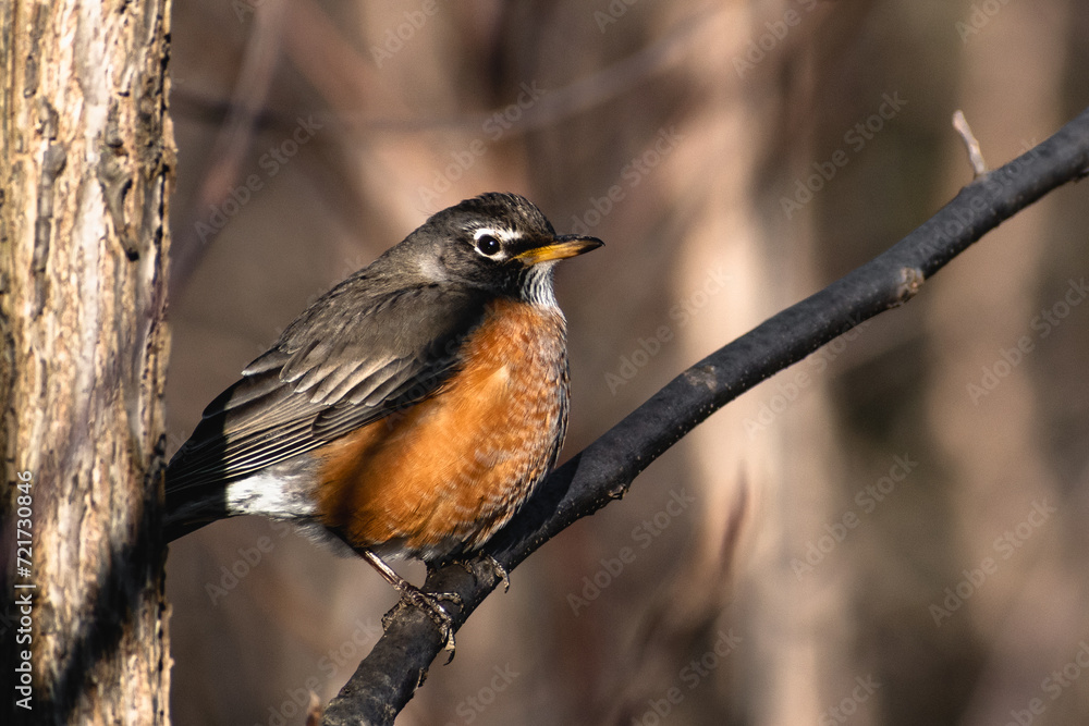 American Robin (Turdus migratorius) Perched on Branch American Robin (Turdus migratorius) Perched on Branch