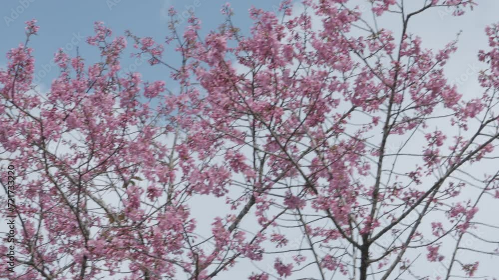 beautiful Nang Phaya Sua Krong tree spring pink blossoms under pure blue spring sky at phu hin rong kla, Phitsanulok, Thailand. Nicknamed flowers Sakura of Thailand. beautiful Nang Phaya Sua Krong tree spring pink blossoms under pure blue spring sky at phu hin rong kla, Phitsanulok, Thailand. Nicknamed flowers Sakura of Thailand.