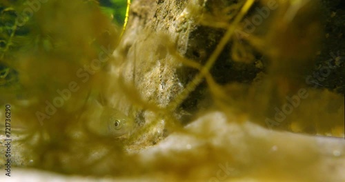 Footage of a fish behind plants in aquarium photo