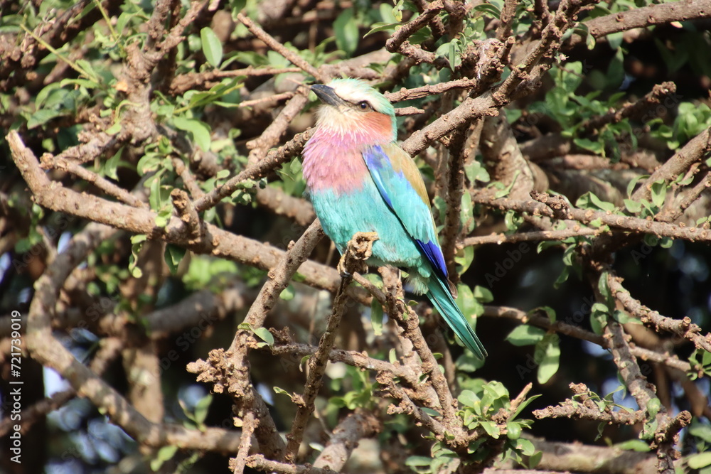 Obraz premium Kenya. Lilac-breasted roller 2