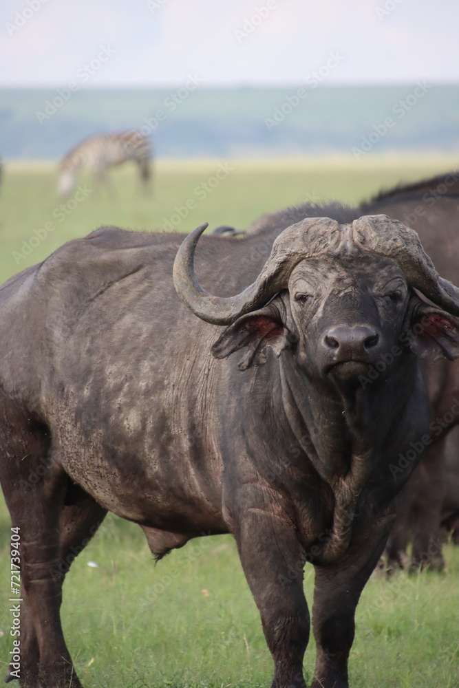 Obraz premium Kenay - water buffalo 1