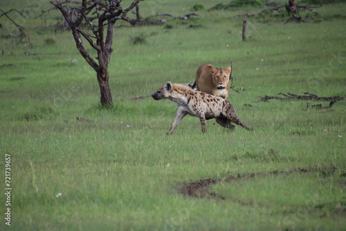 Kenya - lion and hyena