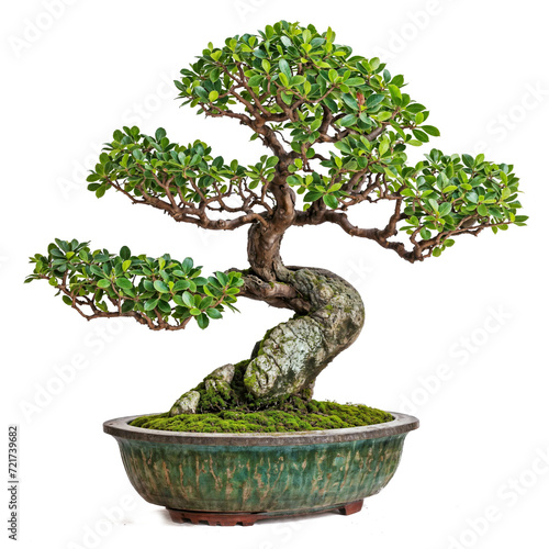 high quality bonsai tree PNG transparent background