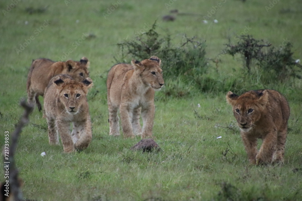 Kenya - lion cubs Kenya - lion cubs