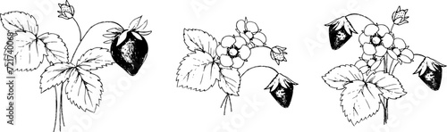 ペンで描いた苺のイラストセット