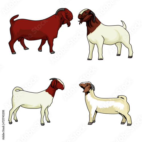 boer livestock contest goat standing, boer goat for livestock show stands tall as judged in livestock show for livestock