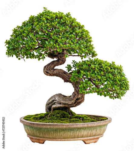 green bonsai tree  PNG transparent
