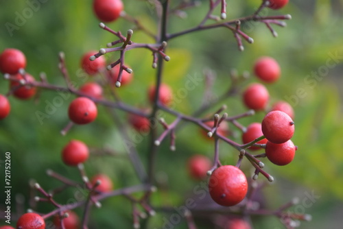 Wild red berries on a branch