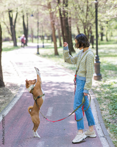 A young woman trains a non-barking African dog for a walk in the park. The Basenji performs the command on its hind legs. photo