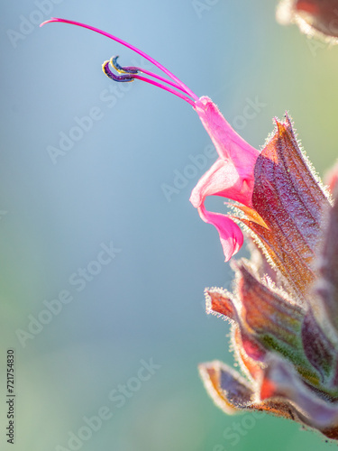 Macro, Photo, Backlit, Salvia spathacea, California Hummingbird Sage, Pitcher Sage
