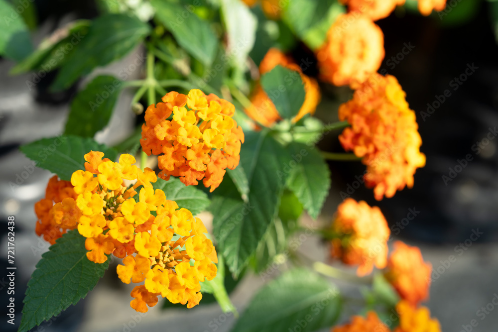 Yellow Lantana Camara flower Yellow Lantana Camara flower