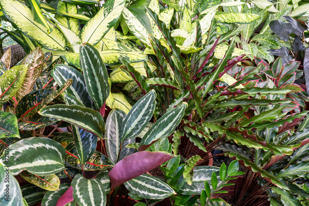 Obraz premium Calathea Prayer Plants Medallions and Evergreen Aglaonema plant backgrounds