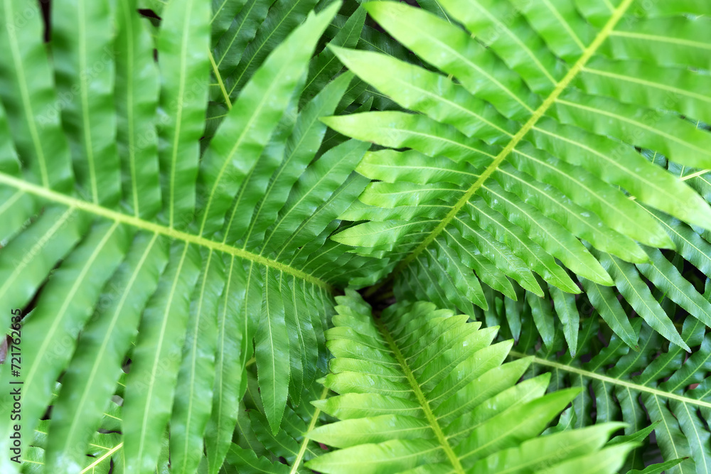 Close up of Blechnum Gibbum Silver Lady Fern Close up of Blechnum Gibbum Silver Lady Fern
