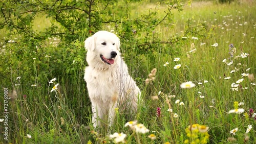 Daisies white dog Maremma Sheepdog in a wreath of daisies sits on a green lawn with wild flowers daisies, walks a pet. Cute photo with a dog in a wreath of daisies. photo