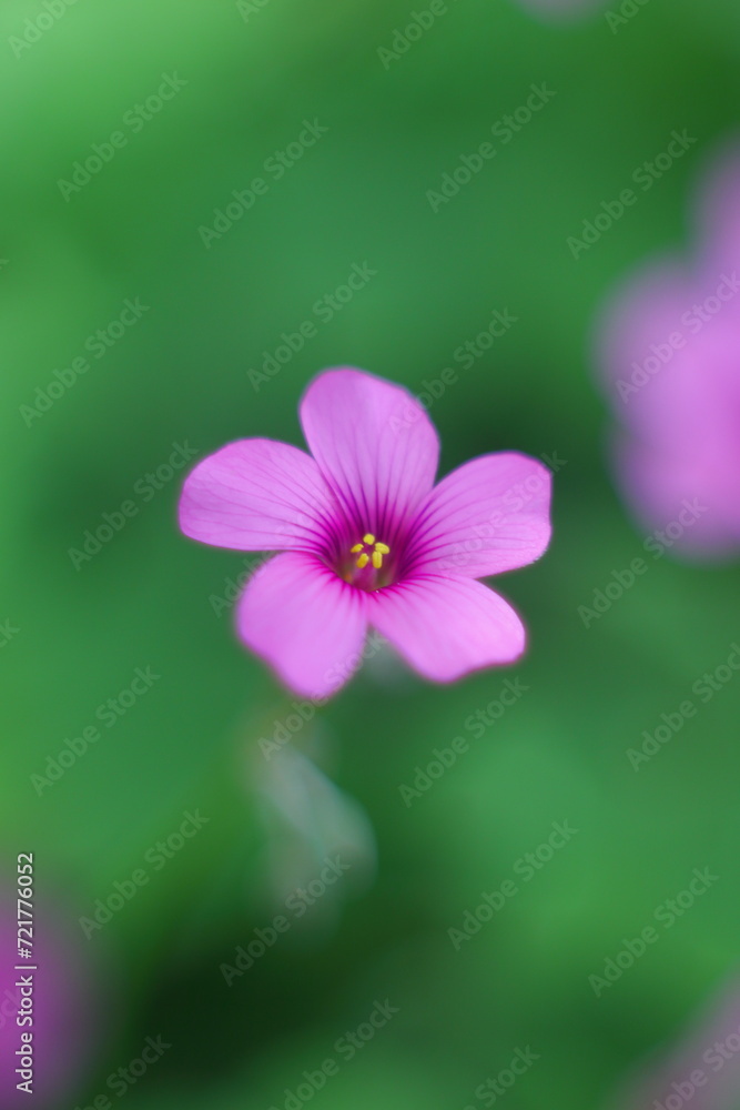 Fototapeta premium 幻想的なイモカタバミ