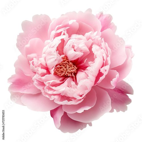 pink rose isolated on white