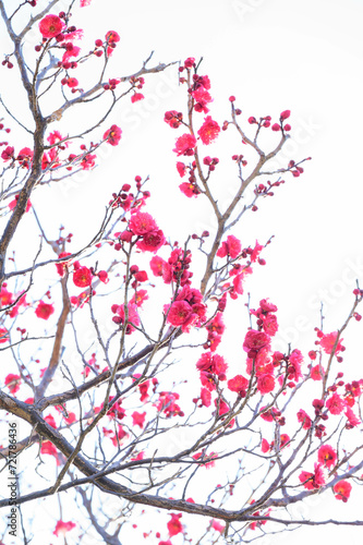 寒い日が続くが、梅の花が綻び始めた。青空に紅色が映える。神戸岡本の梅林公園で撮影