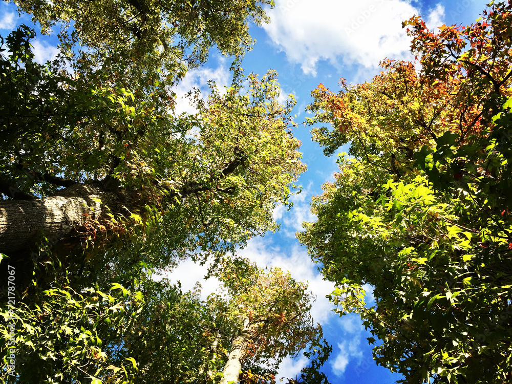 Fototapeta premium a break in the trees 