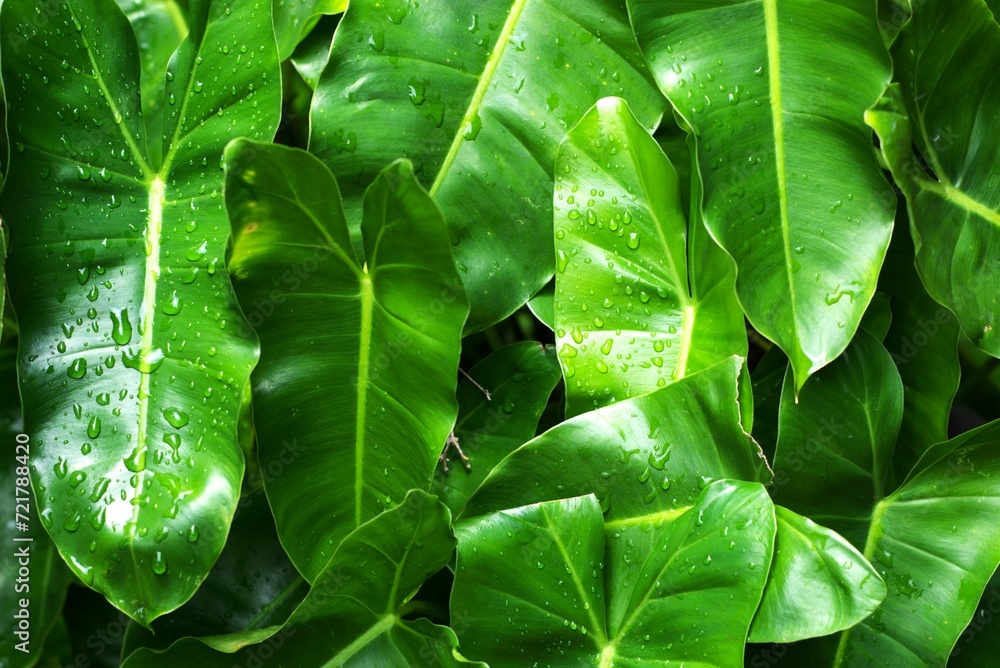 Fototapeta premium tropical green leaves texture background