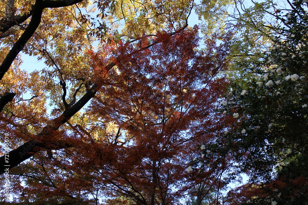 Fototapeta premium 秋の風景 紅葉の木 もみじ