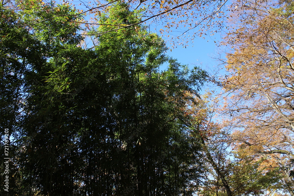 Fototapeta premium 秋の風景 紅葉の木