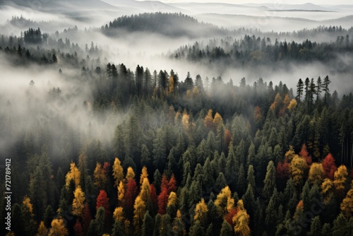 Breathtaking aerial shot of a majestic forest filled with a kaleidoscope of colorful trees