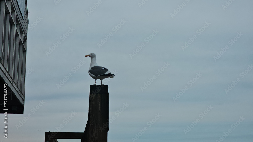 Obraz premium Seagull on pier 39. San Francisco.