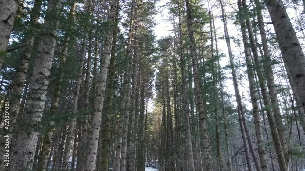 Forest roads and trees covered with white snow in winter Forest roads and trees covered with white snow in winter