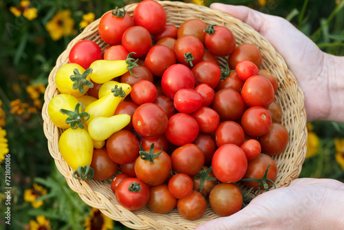 Fototapeta Naklejka Na Ścianę i Meble -  Gardener is holding a plate with red and yellow cherry tomatoes.