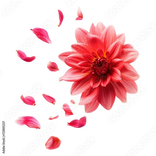 dahlia with its petals flying isolated on white,  generative ai