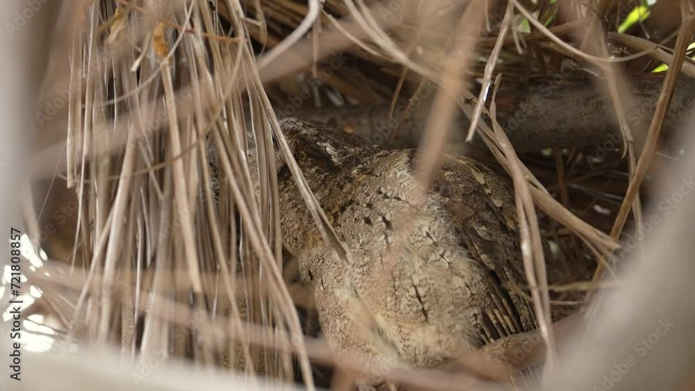 Collared scops owl, adult, and owlet on the nest, close-up and slow-motion Collared scops owl, adult, and owlet on the nest, close-up and slow-motion