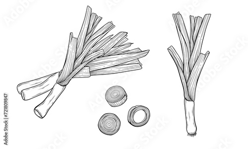 Leek Bunch Hand Drawn Vector Illustration