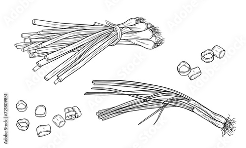 Spring Onion Set Hand Drawn Vector Line Art Illustration