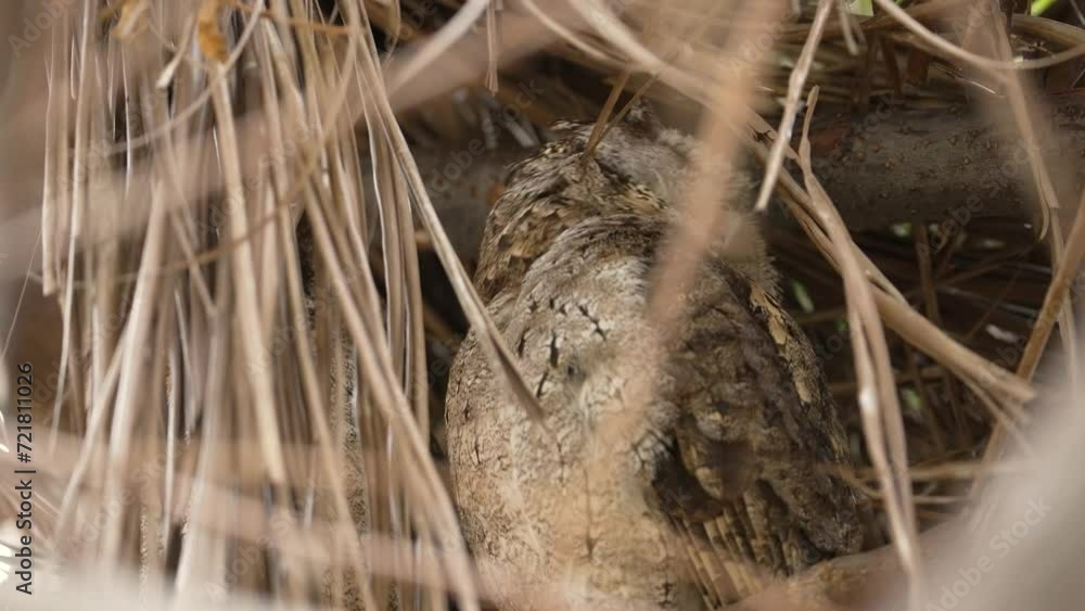 Collared scops owl, adult, and owlet on the nest, close-up and slow-motion Collared scops owl, adult, and owlet on the nest, close-up and slow-motion