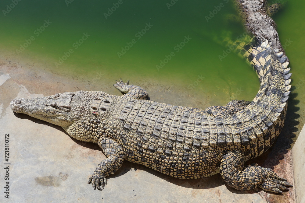 alligator in the swamp - obrazy, fototapety, plakaty 