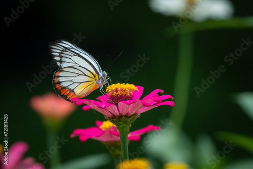 Painted jezebel butterfly Delias hyparete feeding on pink zinnia flower nectar in flower garden, natural bokeh background