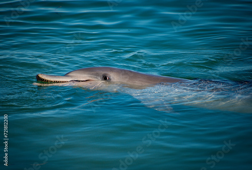 Tableau sur toile Australia, Monkey Mia in WA is a perfect spot to interact with wild Indo-Pacific bottlenose dolphins