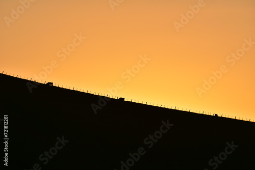 Silhouette of paddock fence and three cows on hill ridge in evening light. Location: Fletcher Bay New Zealand photo
